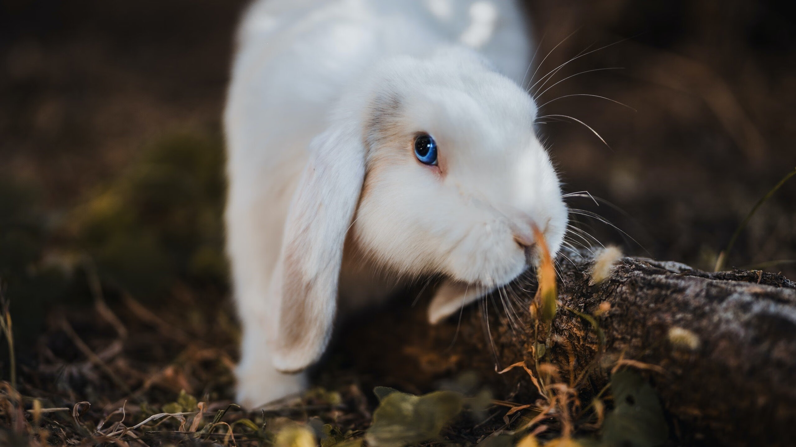 绿茵场上的双面叙事，国家德比的艺术与生存血战